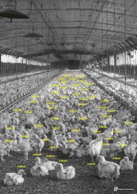 Ein graues bzw. schwarz-weißes Foto von einem Hühnerstall. Über den Köpfen der Hühner steht es mehrmals geschrieben "cheap, cheap, cheap, cheap .." usw.